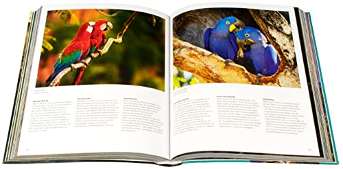 Brazil: Brazil: - Imagem 2