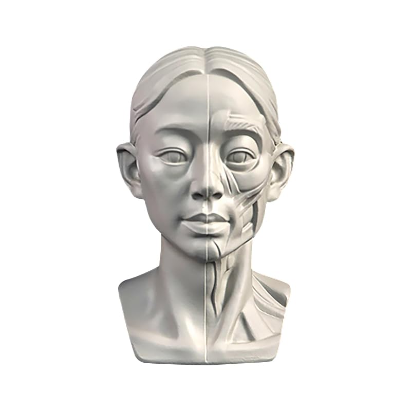 Woman Head Models for Portrait Sketching, Still Life Skulls Drawing Models, Resin Human Manikin Head Sculpture for Medical Drawing Teaching, Resin Plaster Statues 11.5cm (4.5in) (Head & Muscle)