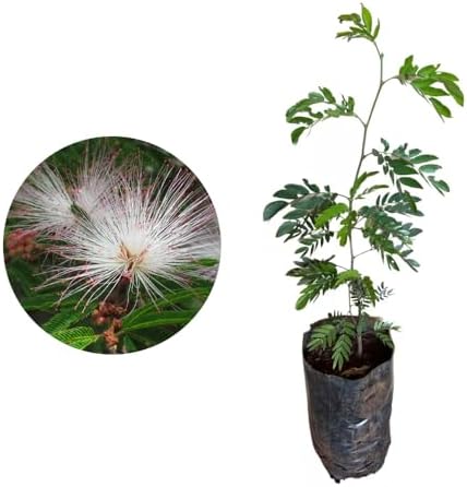 Muda de Caliandra 20 a 40cm AMK - Plantas Online