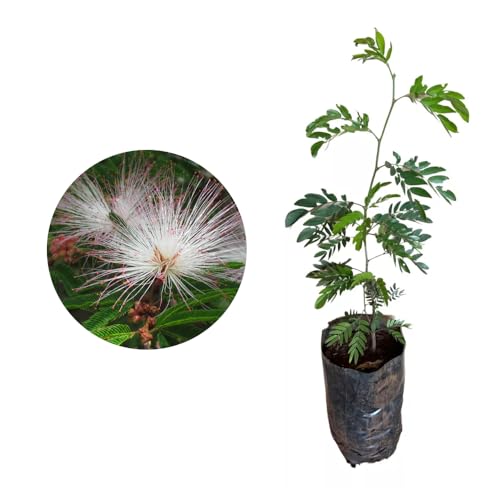Genérico, Muda de Caliandra 20 a 40cm AMK - Plantas Online