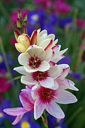 Radha Krishna Agriculture Imported Variety Ixia Flower Bulbs, African Corn Lily, Wand Flower Bulbs for Home Gardening | Grow All Season Flower Bulbs Pack of 2 Flower Bulbs (B0967J75FR) Amazon Price History, Amazon Price Tracker
