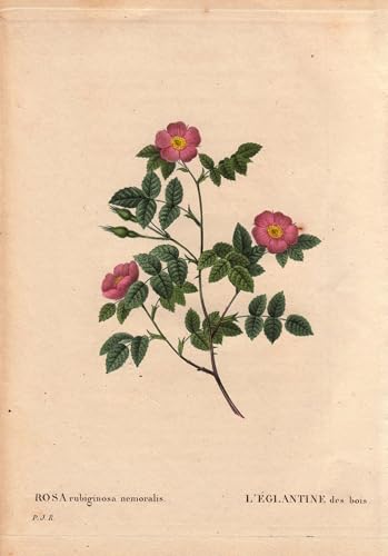 Affiche Toile l'églantine des bois Redouté pour Habiller un Grand Mur de Salon Vide