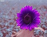 20pcs/ Bag Rare Purple Sunflower Seeds Bonsai Charming Annuus Helianthus Potted Garden Flower Plant for Home Garden Planting