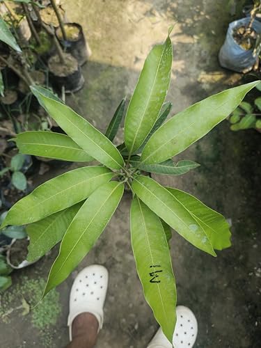 Image of World's Costliest Japanese Miyazaki Mango Plant Original Grafted (height 1.5-2.5 Feet) Mango Plant Hybrid Type Taiyo No Tamago Eggs Of Sun Exotic Tree For Your Garden