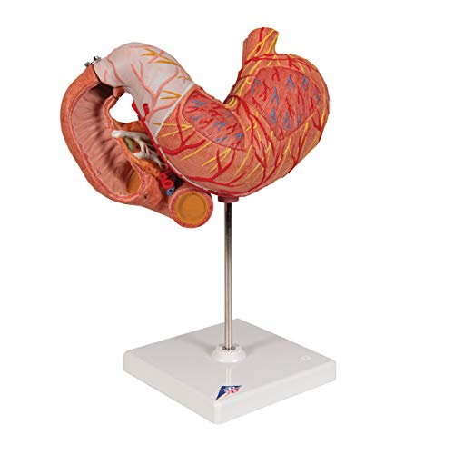 Image of 3B Scientific K16 Stomach 3 part - 3B Smart Anatomy