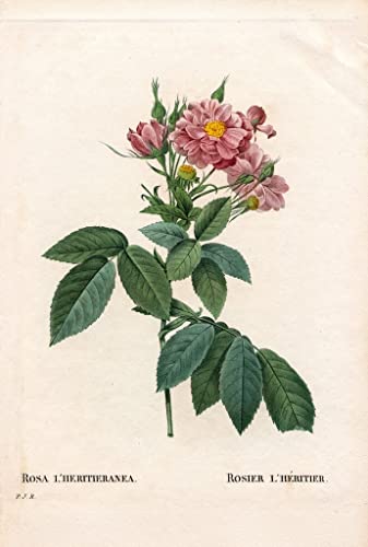 Toile murale rose Redouté 50x70cm pour cacher un mur vide
