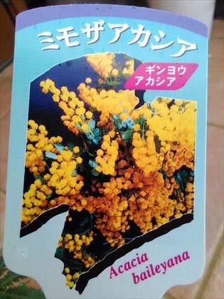 Amazon.co.jp: ミモザアカシア ギンヨウアカシア 30 : DIY・工具・ガーデン