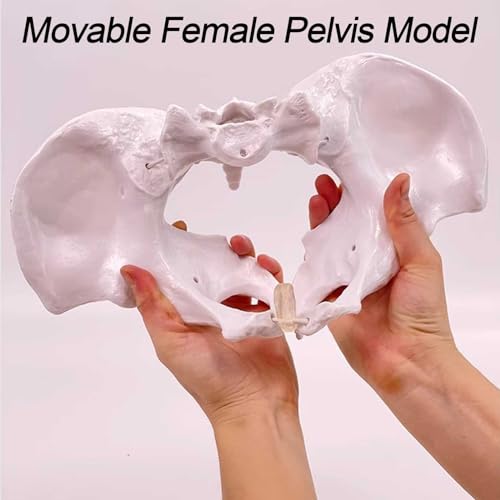 Modèle de naissance AMITD plancher pelvien mannequin bébé simulation obstétrique - 5