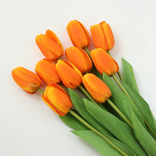 The 10 Best orange tulips -Buying Guide