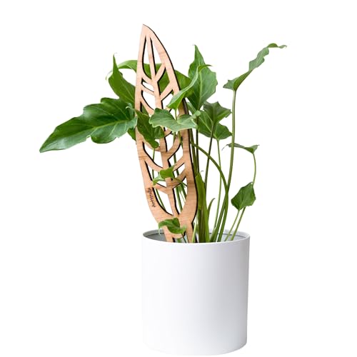 Treleaf Bare Anthrulla Wooden Queen Plant Trellis 24”