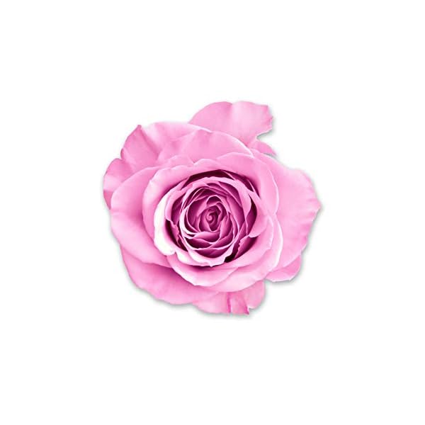 wet-n-wild-Photo-Focus-Primer-Water-Rose-Addiction-152-Ounces wet n wild Photo Focus Primer Water, Rose Addiction, 1.52 Ounces