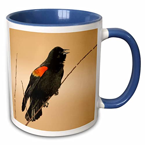 3dRose New Mexico Bosque del Apache, Red-Wing Blackbird - US32 CSL0065 - Charles Sleicher 11oz Two-Tone Blue Mug