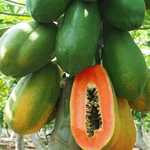Fruit Seeds For Planting Red Royale Papaya Seeds 5 Pcs Non-Gmo Organic Carica Papaya Tree Seed Tropical Exotic Delicious Nutritious Fruits Tree Seeds Easy Grow #TOP6