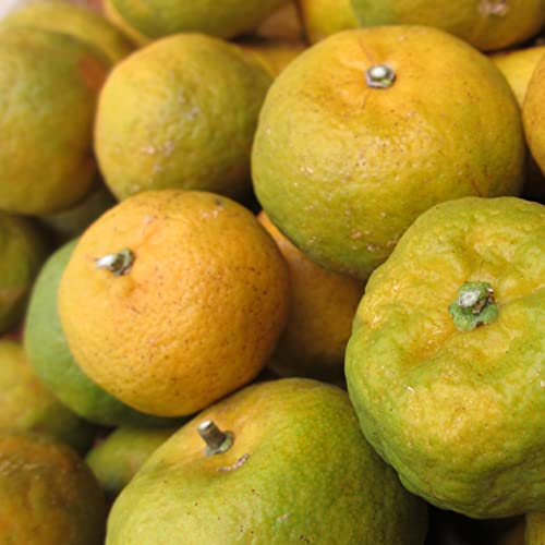 t[cV[N[T[ 5kL ꌧY ɃV[N[T[