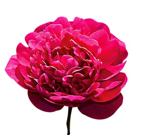 Karl Rosenfield - Double Dark Red Peony