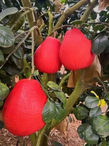Image of Sweet & Testy Summer Season 1Healthy Frash Food Red Pomelo Lemon(Lal Batabi) Fruit Tree Plant For Testy Home Garden Fruit Outdoor & Indoor plant.