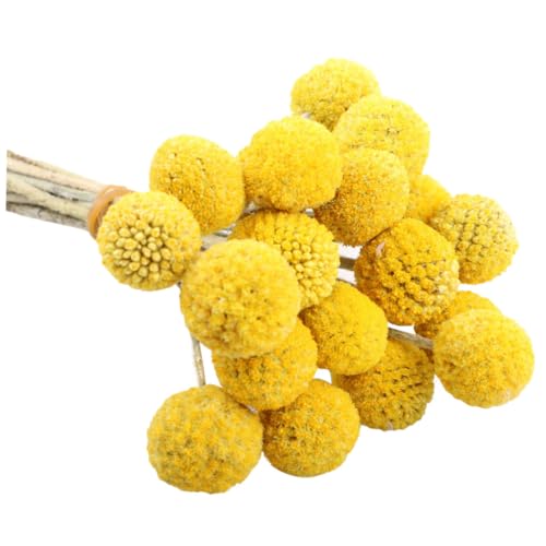 Alipis 30pcs Flores Secas Amarillas Craspedia miniatura 1