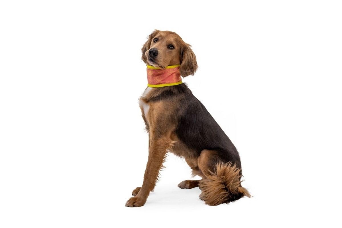 RUFFWEAR Swamp Cooler ocieplacz na szyję dla psów, SPF 50+, zmywalny, dwustronny, chłodzący na co dzień, akcesorium do natychmiastowego schładzania, na upały, łososiowy różowy/niebieska mgiełka