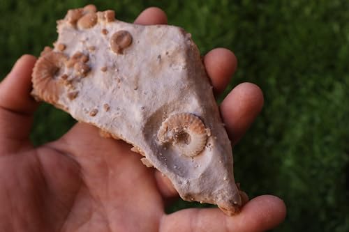 Image of Douvilleiceras & Gastropods Plate Cretaceous Fossils Fossils from Morocco Fossil Rock Ammonites Fossil A216