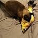 Bowiln Fish Cat Toy Catfish Toy Chew Pillow Bite Catnip Simulated Artificial Fish for Pets Kitties Baby Cats Photography Prop