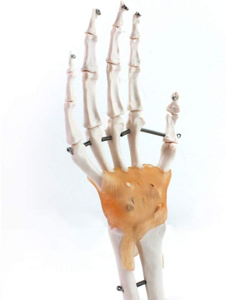 Umano Giunto Manuale Modello di Scheletro Struttura ossea a Mano di Anatomia Dimensione Reale con legamento Ortopedia Chirurgico Comunicazione Medico paziente