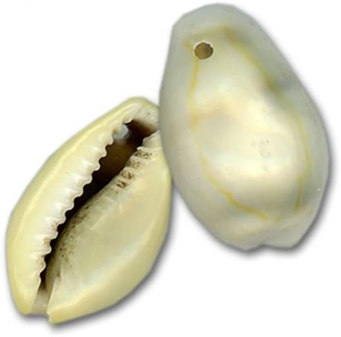 Money Cowrie Shells- drilled- 100 Count