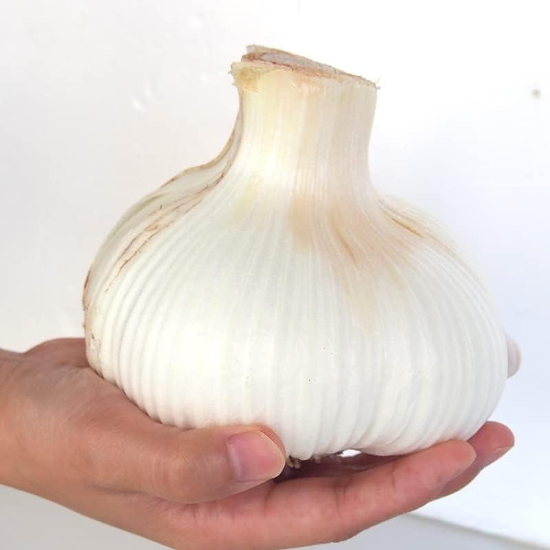 ジャンボにんにく. 生 にんにく .10kg 【公式通販】