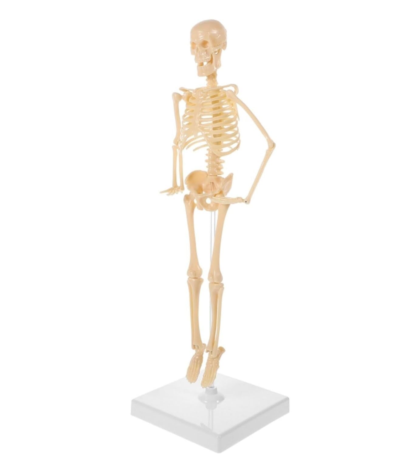 Model ludzkiego szkieletu do nauki anatomii, figurka edukacyjna do samodzielnego montażu z podstawą