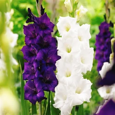 Vnuhgzs Decoración de jardín de patio/gladiolos/floración todos los años-8 rizoma-E