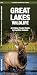 Great Lakes Wildlife: A Folding Pocket Guide to Familiar Species (Pocket Naturalist Guide Series)