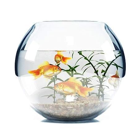 Generic Light divyansh Crystal Glass Glossy Clear Fish Bowl Fish Pot Fish Bowl (4 inch Without Coller) Pack of 1 (B0CB6N4X38) Amazon Price History, Amazon Price Tracker