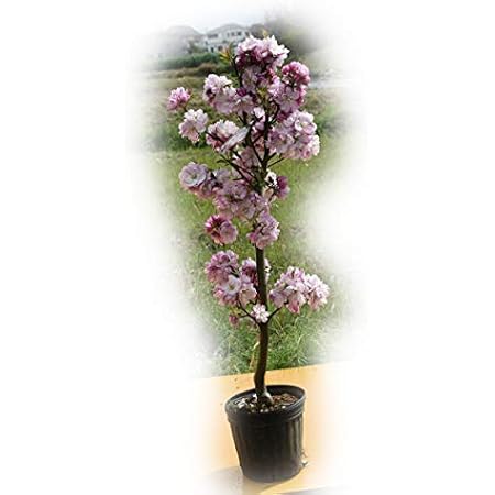 Amazon 桜苗 花海棠桜 植木