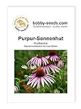 Blumensamen Purpur-Sonnenhut Rudbeckie Portion