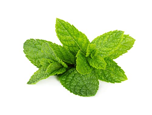 Essentially Kates Peppermint Essential Oil 4 Fl. Oz - Mentha Piperita - 100% Pure Natural #TOP1
