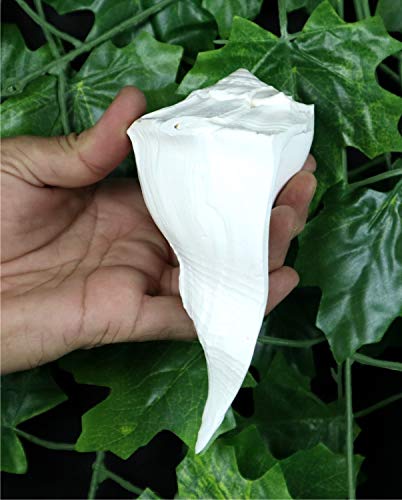 ASHIRWAD Dakshinavarti Original Shankh Valampuri Sangu Rechtshänder Lakshmi Shankh Muschelmuschel (16,5 cm)