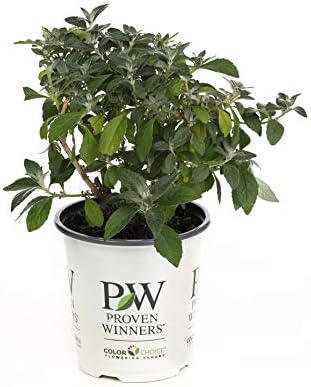 Miss Violet Butterfly Bush (Buddleia) Live Shrub, Purple Flowers, 4.5 in. Quart
