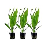 AquaOne Aquarium Pflanzen I 3x Wasserpflanzen I Hintergrund Aquarienpflanzen I Echinodorus bleheri Set mit 3 Hintergrundpflanzen voll durchwurzelt