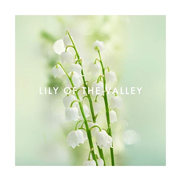 Alfred Sung FOREVER Eau De Perfume Spray, Perfume for Women 4.2oz