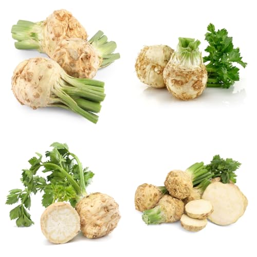 semillas de apio - interior, para balcón nabo exóticas resistentes, 35pcs