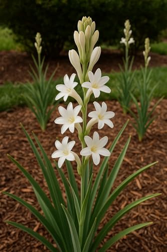 Image of Live Green Flower Bulb Tuberose /Rajnigandha Single /Double Petal Fragrance For Home Gardening (Pack Of 10 Bulbs + 1 Free Bulb)