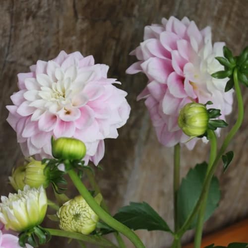 tubérculos de dalia resistentes - tubérculos de dalia - de flores, decoración de la sala de estar dalia dalia cebolla, bulbo de flor, plantas de balcón flores frescas, adornos 8pcs