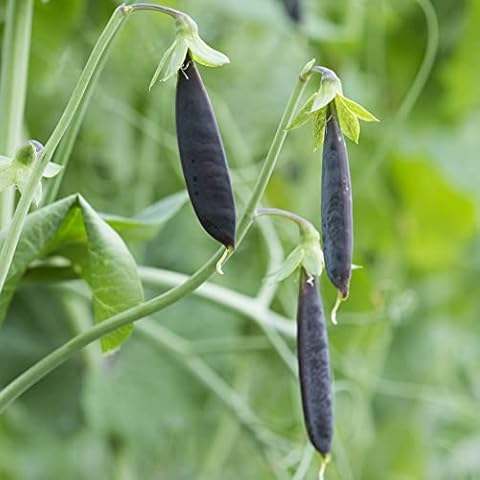 Sugar Snap Pea 'Purple Magnolia' Seeds Cover