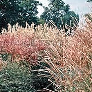 120 pezzi di semi di Fiori di rosa Tea ibrida Double Delight di Colore blu e Marrone