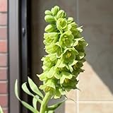 Fritillaria Bulbs, Rock Garden Addition, Pathway Edge fillers, Alpine Landscape Companions 12pcs