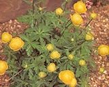 Trollius europeus 250 Seeds
