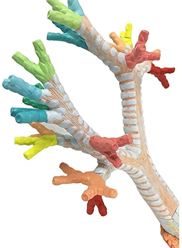 Modèle médical de l'arbre bronchique pour cours de biologie - 6
