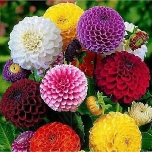 flower seeds