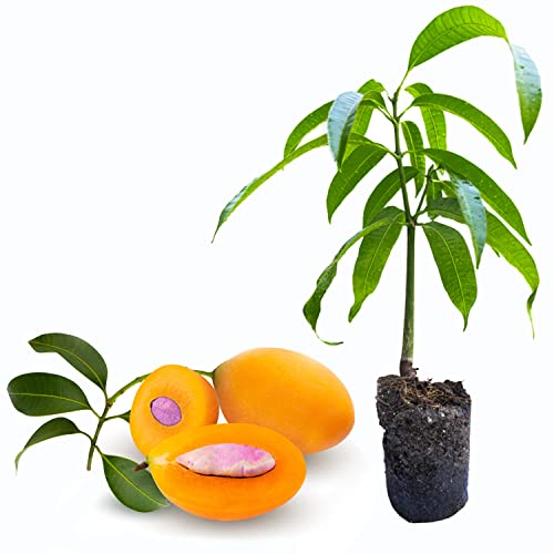Local US, Organic Mango Tree, Mango Gandaria (manglifera) Tropical 12â€-24â€Fruit Tree, Strong Mango Seedling Tree Plant Live, Organic and Non GMO (1 Tree)