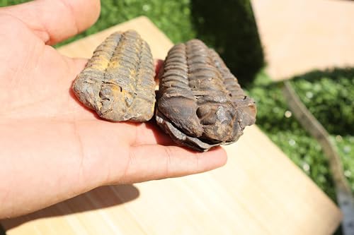 Image of 2PCS Calymene Trilobites Flexicalymene Fossil for Kids Ordovician Fossil Trilobites A14