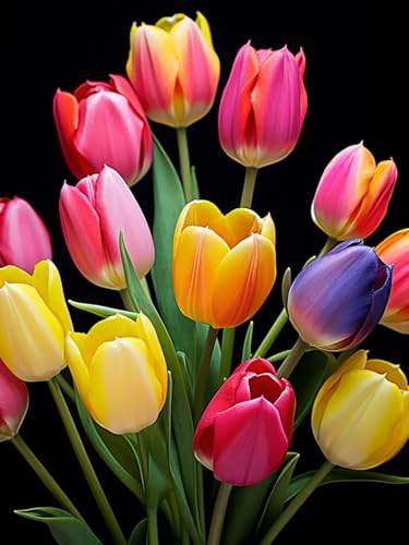 Decorazione del giardino Tulipani bulbi Tulipani bulbi olandesi